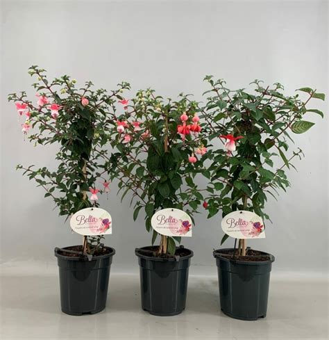 Fuchsia Mix D And M Garden Centre