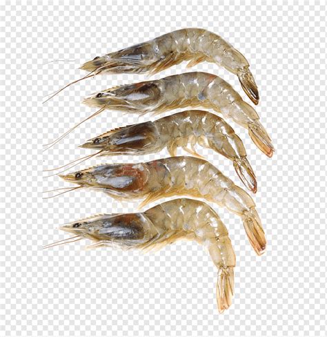 Five Shrimps Caridea Giant Freshwater Prawn Shrimp Seafood Fresh