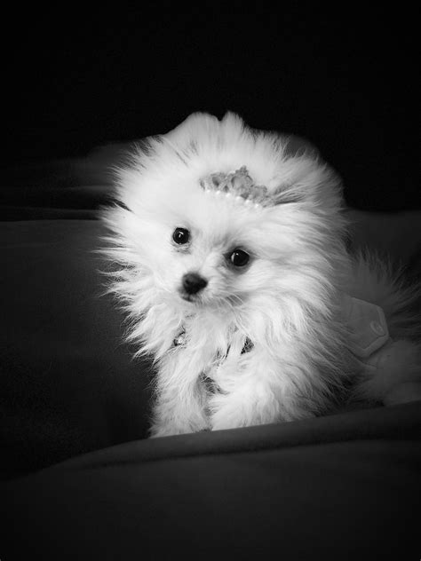 Miniature Pomeranian - Ferntree Gully - PetsForHomes