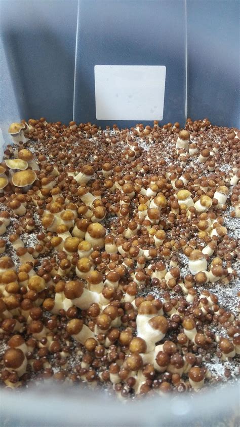 Actives Just Some Pin Porn R MushroomGrowers