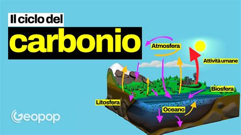 Cos Il Ciclo Del Carbonio