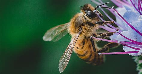 Youth Pollinator Education And Action Webinar Recording Published