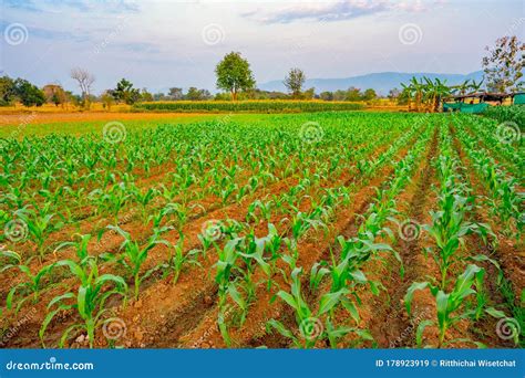 Organic Maize Farm or Corn Field Seeding and Plantign Agriculture Stock ...