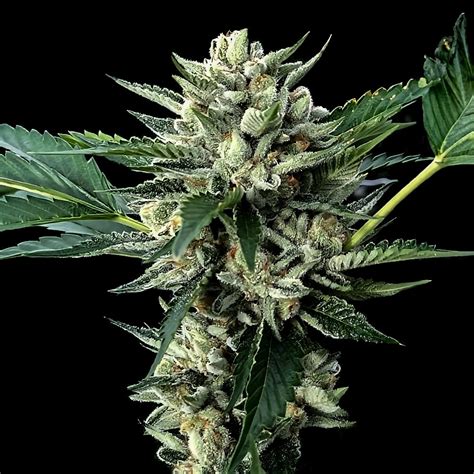 Buy Sour Garlic X Honey Banana Feminized Cannabis Seeds Online Dna