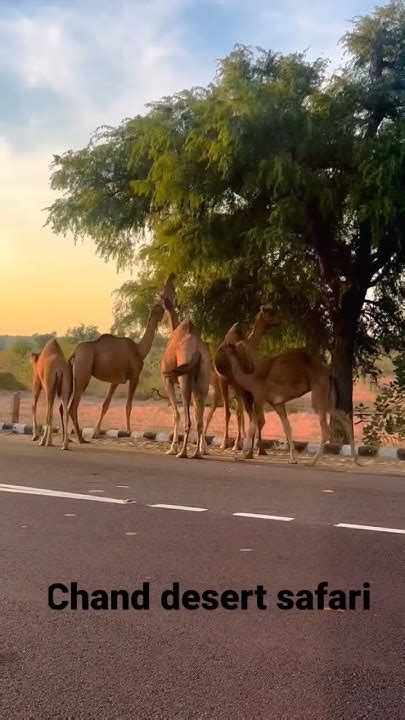 Chand Desert Jeepsafari Sam Sand Dunes Youtube