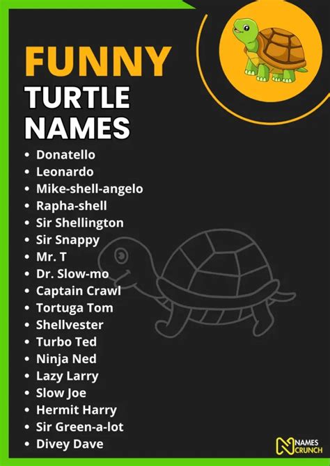 Funny Turtle Names Clever Cute Ideas Names Crunch