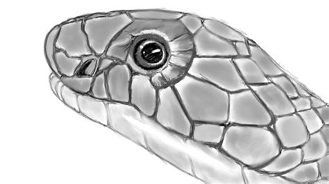 How To Draw Snake Head - Temporaryatmosphere32