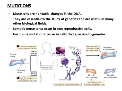 Spontaneous And Induced Mutations