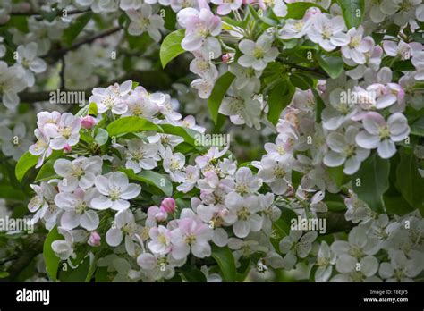 Flowering Ornamental Apple Malus Spec Stock Photo Alamy