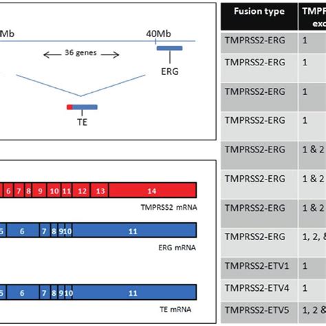 Tmprss Ets Gene Fusion Panel A Illustrates The Positions Of Tmprss