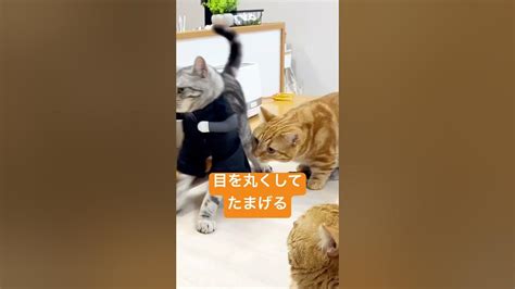 突然の忍者登場に目をまん丸にして驚く猫たち Shorts Youtube