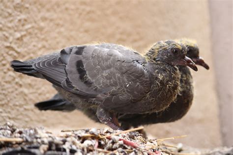 A Pigeons Life Cycle Explained Ne Pigeon Supplies