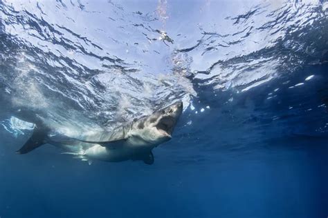 Great White Shark In Pacific Ocean Closeup Portrait Stock Photo By