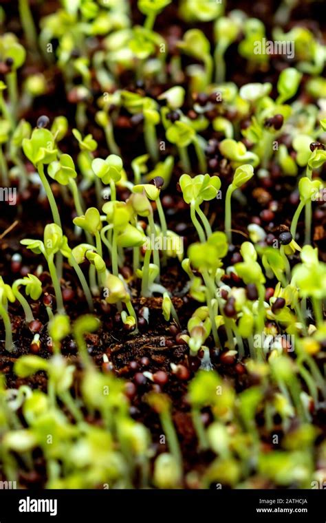 Chicory seed hi-res stock photography and images - Alamy