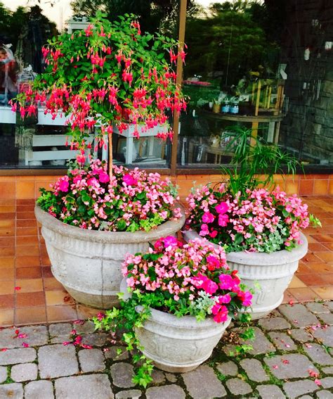 New Guinea Impatiens Hanging Baskets – Mxzim.com