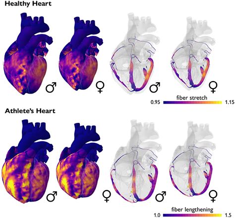 Frontiers Sex Matters A Comprehensive Comparison Of Female And Male Hearts