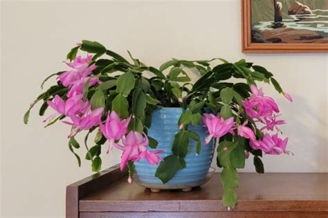 How To Buy True Christmas Cactus Online What To Do When It Arrives