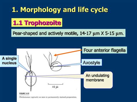 Ppt Giardia Lamblia Trichomonas Vaginalis Powerpoint Presentation Free Download Id9198329