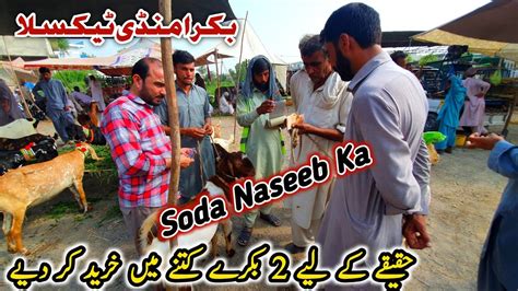 Naseeb Ka Soda Friday Bakra Mandi Taxila Latest Update August