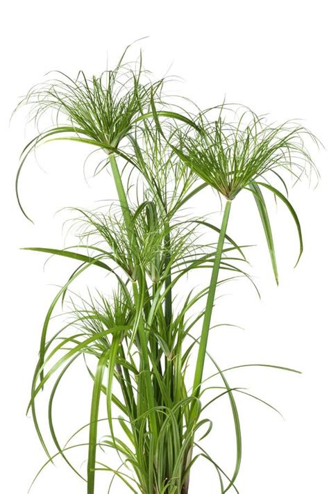 Cyperus Papyrus Perkamentus Close Up On White Background Stock Photo