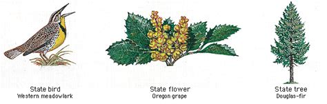 Oregon State Bird Flower And Tree State Birds Oregon Grape Oregon