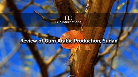 Review Of Gum Arabic Production Sudan Youtube