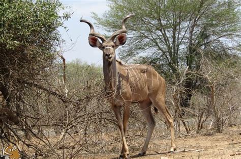 Tales from the Kruger Park | Kurt Safari