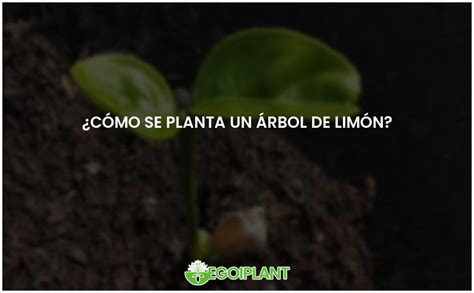 Guía para plantar un árbol de limón con éxito EGOIPLANT