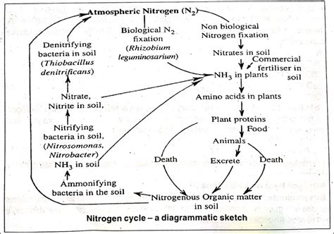 Wbbse Solutions For Class Life Science Chapter Environment And Its