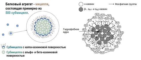 Казеин и Мицеллообразование казеинов молока