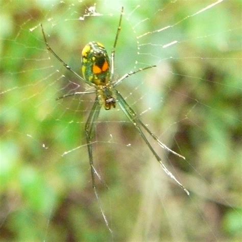 Greenish Spider W Fluorescent Orange Dots In Florida Leucauge