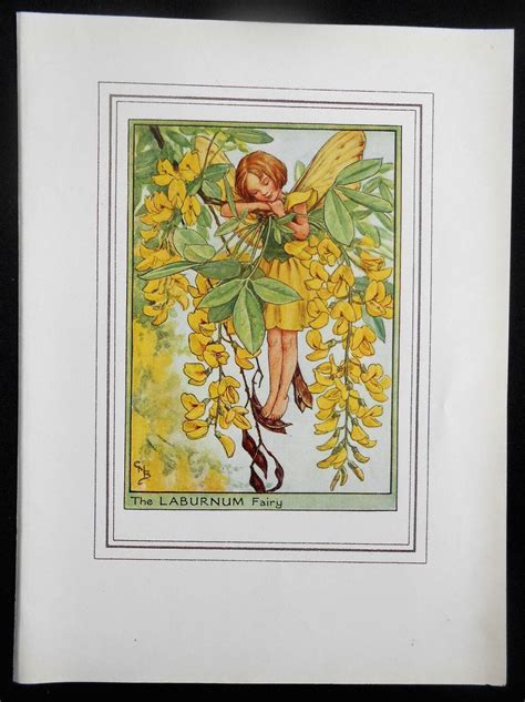 Laburnum Flower Fairy Vintage Print C 1950 Cicely Mary Barker