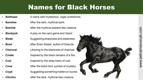 Common Names for Black Horses - Pet Names Vocab