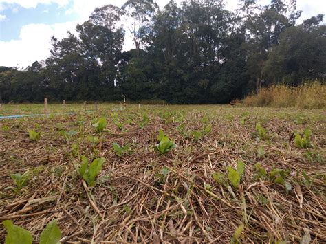 Dia do Plantio Direto celebra técnica revolucionária para a agricultura