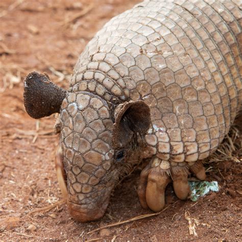 Greater Naked Tailed Armadillo From S O Jos Do Barreiro Sp