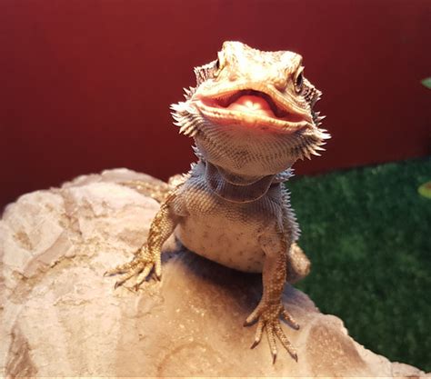 Baby Bearded Dragon Care - The basics - Reptile Care