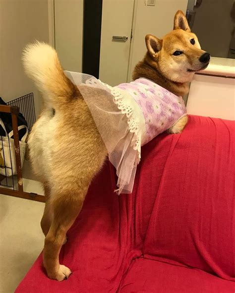 People Are Obsessed With This Sexy Shiba Inu From Japan Shiba Inu