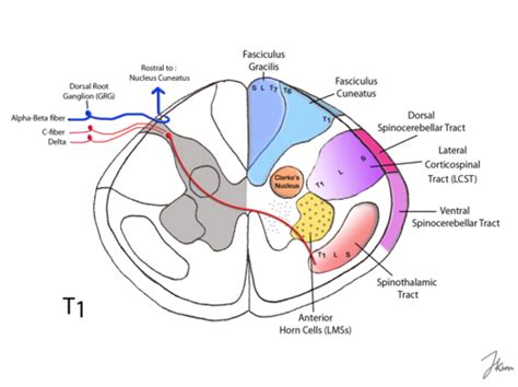 5 02 Spinal Cord Flashcards Quizlet