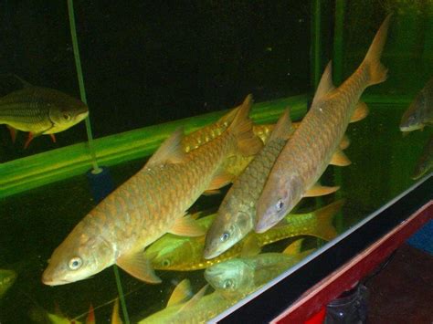 Malaysian Mahseer Or Kelah Senarai Baru Bagi Harga Ikan Kelah Merah