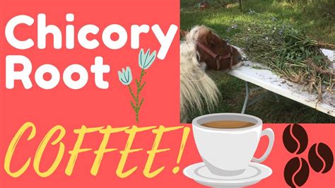 How To Make Chicory Root Coffee Youtube