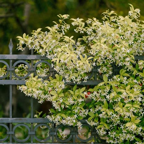 Jasmine Vine Ground Cover How To Grow And Care For Asiatic Jasmine