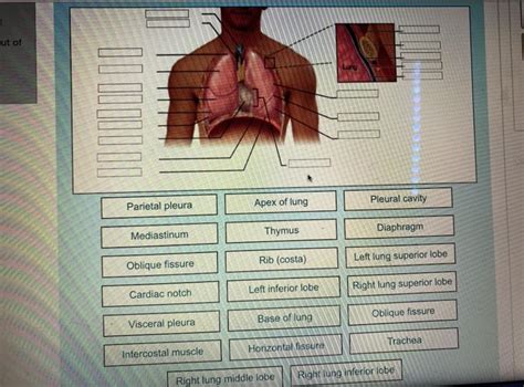 Solved ut of Parietal pleura Apex of lung Pleural cavity | Chegg.com