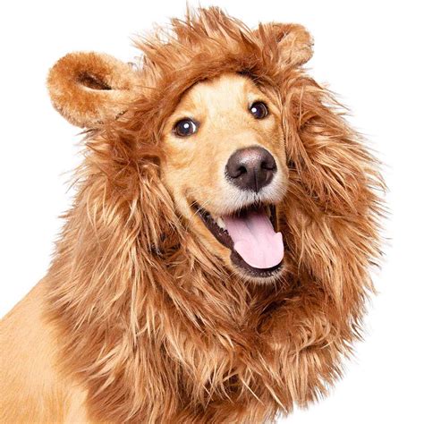 25 Halloween Costumes For Golden Retrievers And Labs Too Hey