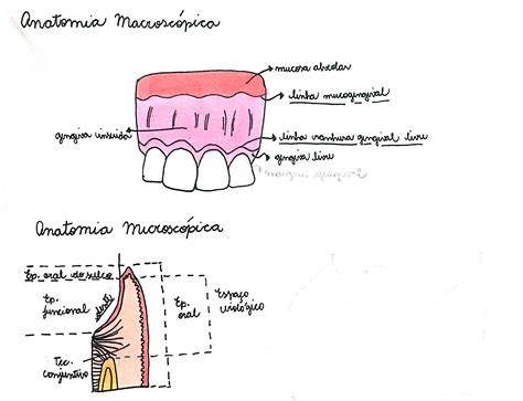 Anatomia Macro E Microsc Pica Periodontia