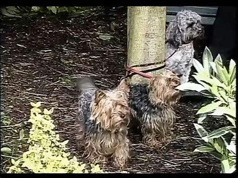 Fernando Leone Guilhem Thomas French Gay Vintage Anal Porn Xhamster