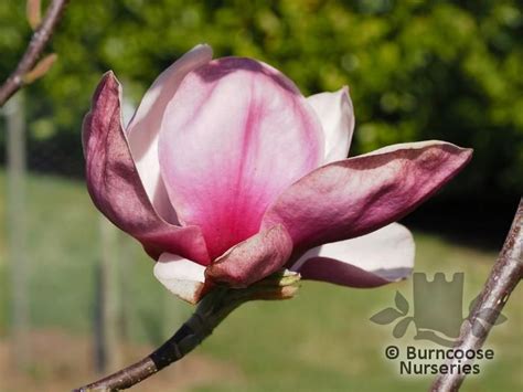 Magnolia From Burncoose Nurseries Page 2