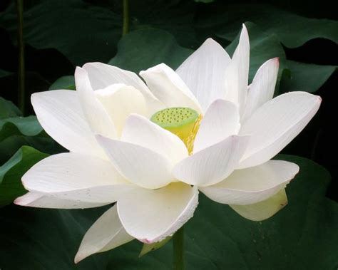 Fresh White Lotus Flowers Buy fresh white lotus flowers for best price ...