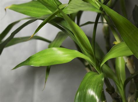 Figure Of Phyllostachys Pubescens With New Leaves Background ...