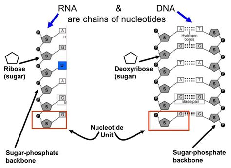 Nucleotide Examples