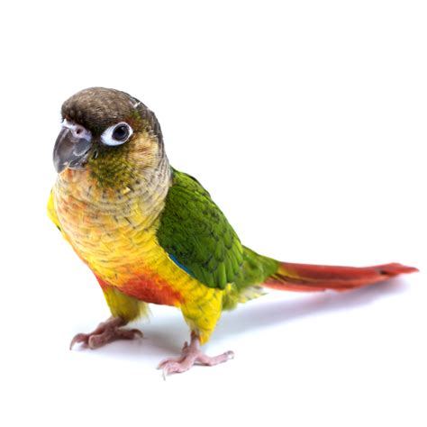 Green Cheek Conure – ExoticBirdBreeder.com